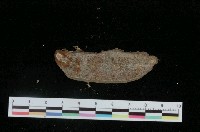 藏品(日本毛蟲石鱉)的圖片